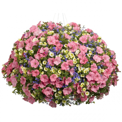 MIX PETUNIA HANGING BASKET