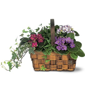 Mixed African Violet Basket by Teleflora in Valley City, OH | HILL HAVEN FLORIST & GREENHOUSE Mixed African Violet Basket by Teleflora in Valley City, OH | HILL HAVEN FLORIST & GREENHOUSE
