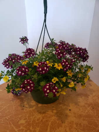 Mixed annual hanging basket Plant