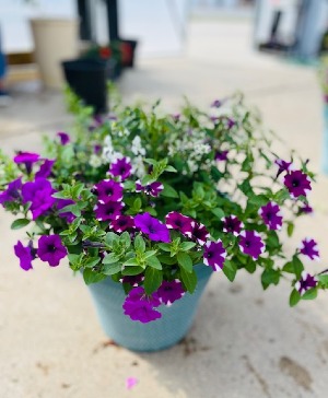 Mixed Annual Planter Plant