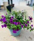 Mixed Annual Planter Plant