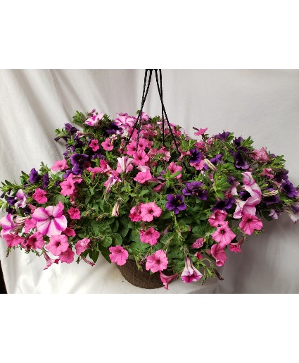 Mixed Annuals blooming basket...blooms all summer! Flowers may be different...they all look different. This is a favorite!Available after May 9th for delivery