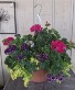 Mixed Annuals Hanging Basket - 14" Pot 