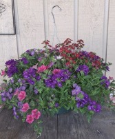 Mixed Annuals Hanging Basket - 12" pot 