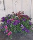 Mixed Annuals Hanging Basket - 12" pot 