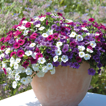 Mixed Annuals Planter Outdoor Plants in Fitchburg, MA | CAULEY'S FLORIST & GARDEN CENTER
