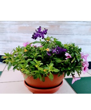 Mixed Annuals Planter  Summer Plant