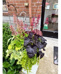 Mixed Hanging Basket Outdoor Plant
