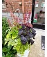 Mixed Hanging Basket Outdoor Plant