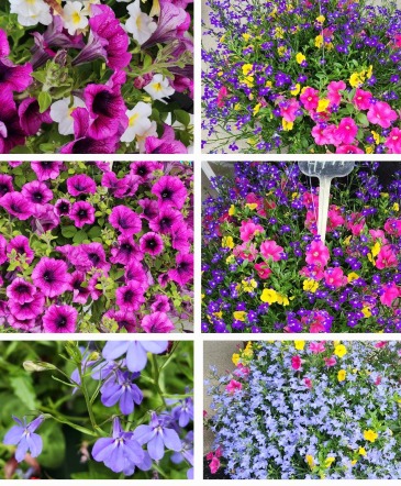 Mixed Blooming Annual Hanging Baskets Hanging Basket in Harrison, OH | Hiatt's Florist & Gifts Mixed Blooming Annual Hanging Baskets Hanging Basket in Harrison, OH | Hiatt's Florist & Gifts