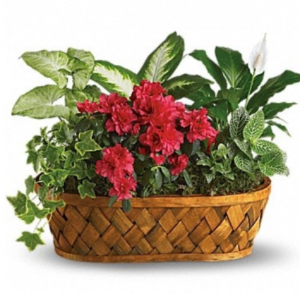 Mixed blooming plant basket Plant