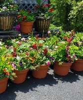 Mixed Blooming Planter Live Plant
