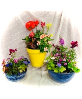 Mixed Blooming Planters Outdoor Mother's Day Flowers