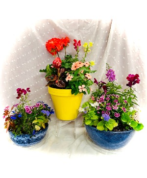 Mixed Blooming Planters Outdoor Flowers