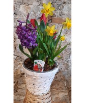 Mixed Bulb Planter in White Wicker Basket 