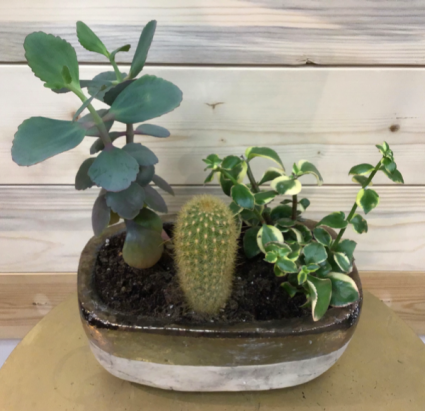 Mixed Cactus & Succulent Garden