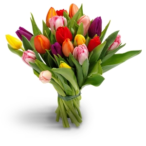 Mixed Colored Tulips  Wrapped Bouquet
