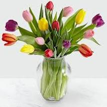 Mixed Colors Of Tulips 