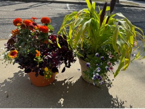 Mixed Fall Blooms Patio Pot 12"