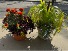 Mixed Fall Blooms Patio Pot 12"