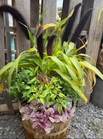 Mixed fall planter outdoor plant