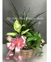 Mixed Garden Basket (bow optional) Plant