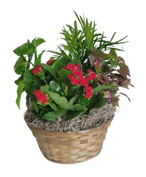 Mixed garden planter basket 
