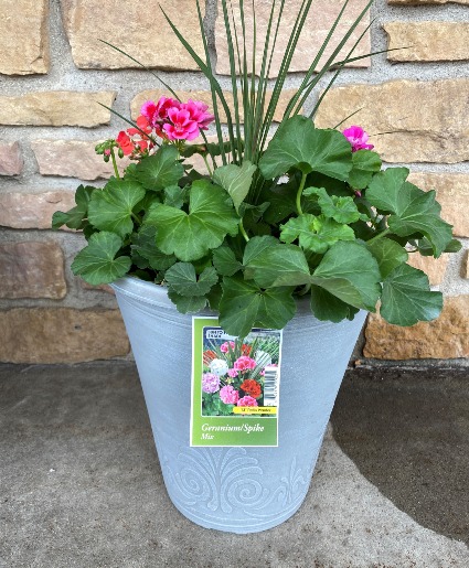 MIXED GERANIUM WITH SPIKE OUTDOOR PLANT