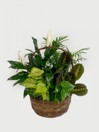 Mixed Green Plants in Basket Medium Planter