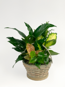 Mixed Green Plants in Basket Small Planter
