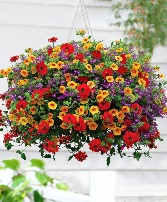 Mixed Hanging Annual Basket Limited Time Only
