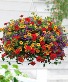 Mixed Hanging Annual Basket Limited Time Only