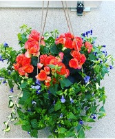 Mixed hanging basket 12 inch 