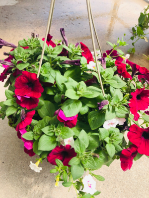 Mixed hanging basket 12 inch 