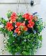 Mixed hanging basket 12 inch 