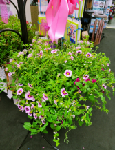 Designers Choice Hanging Basket COLOR & BREED WILL VARY