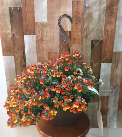 Mixed Hanging Basket Outdoor Plant