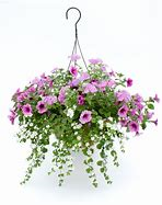 Mixed Hanging Basket Planter