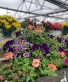 Mixed Hanging Basket- Sun Mothers Day