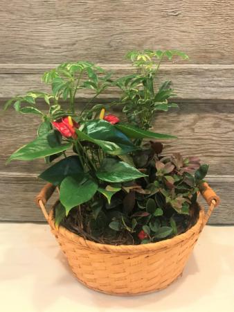 Mixed House Plants in Basket Plants