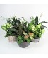 Mixed Houseplant Garden 
