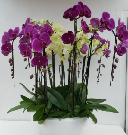 Mixed Orchid Planter Any Occassion