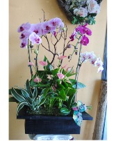  Mixed Orchid/Plants Congratulations / Grand Opening