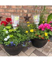 Mixed Outdoor Pots Plant