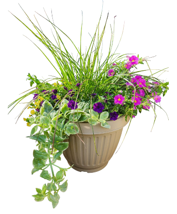 Mixed Patio Pot  in Schuylkill Haven, PA | Freed's Flowers