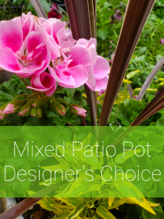 Mixed Patio Pot - Designer's Choice  in Valley City, OH | HILL HAVEN FLORIST & GREENHOUSE