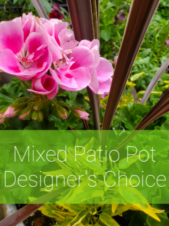 Mixed Patio Pot - Designer's Choice