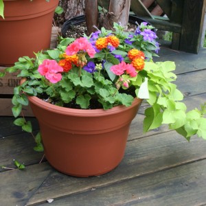 Mixed Patio Pot Plant (DESIGNER'S CHOICE SUBSTITUTION DOES NOT APPLY TO PLANTS) in North Adams, MA | MOUNT WILLIAMS GREENHOUSES INC