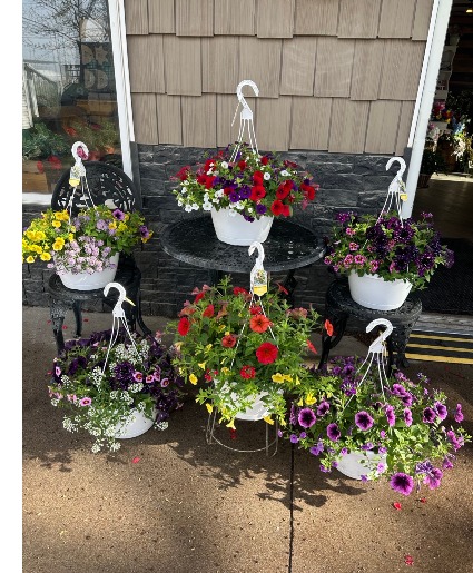 Mixed Petunia Hanging Basket