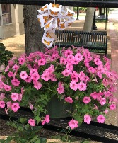 Mixed Pink Hanging Basket  